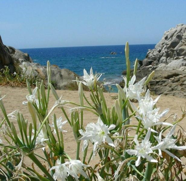 Giglio Di Mare *